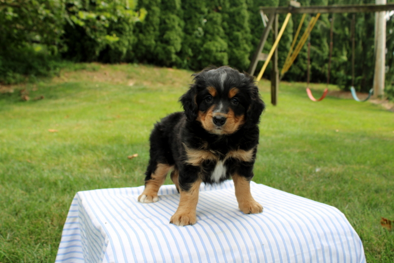 puppy, for, sale, Mini Bernedoodle F1, Matthew B. Stoltzfus, dog, breeder, Gap, PA, dog-breeder, puppy-for-sale, forsale, nearby, find, puppyfind, locator, puppylocator, aca